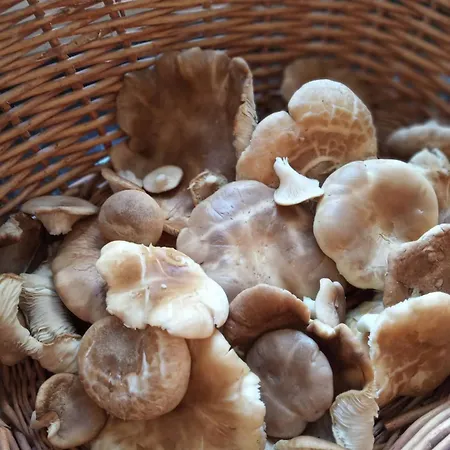 Hétvégi ház El Hidalgo En Burgos