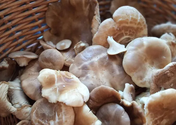 컨트리하우스 El Hidalgo En Burgos